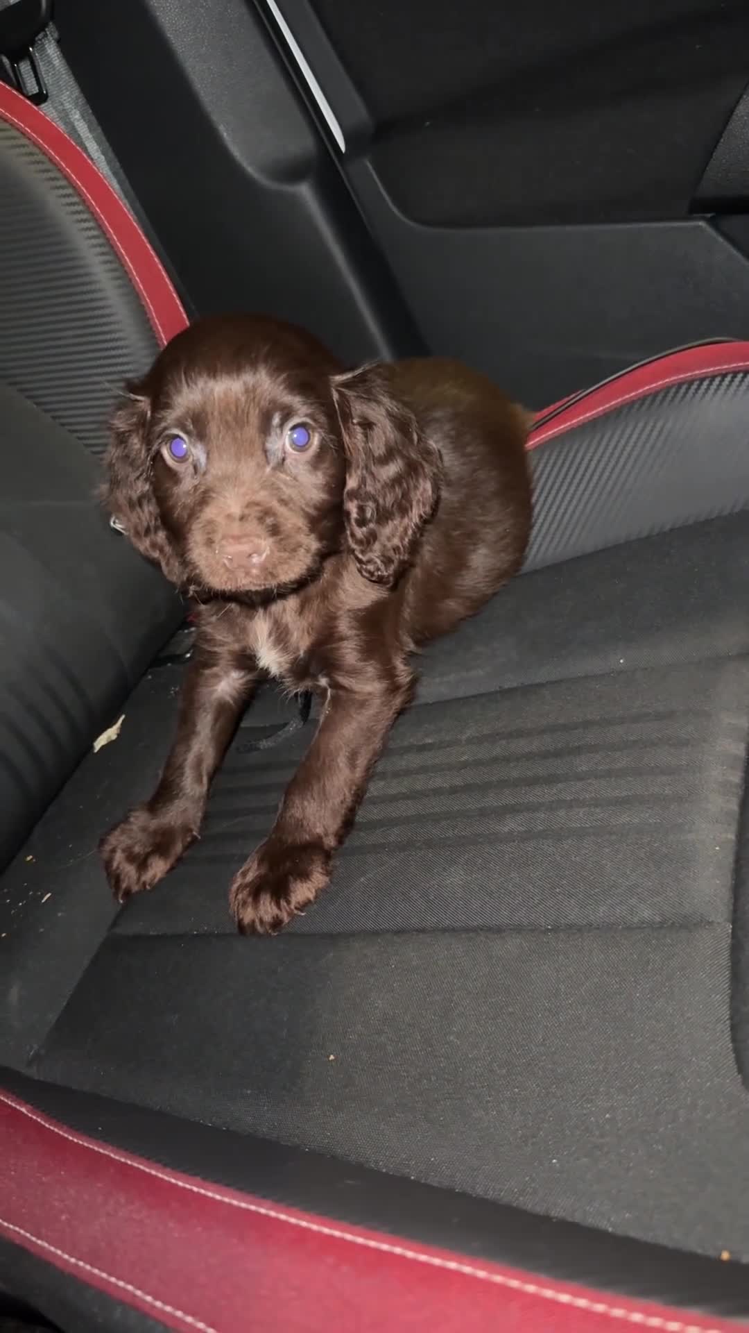 Cocker Spaniel dogs for sale: Cocker spaniel puppy  - Video 1