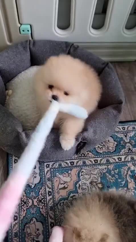 Pomeranian dogs for sale: Luxury Pomeranian Puppies for sale!!! - Video 1