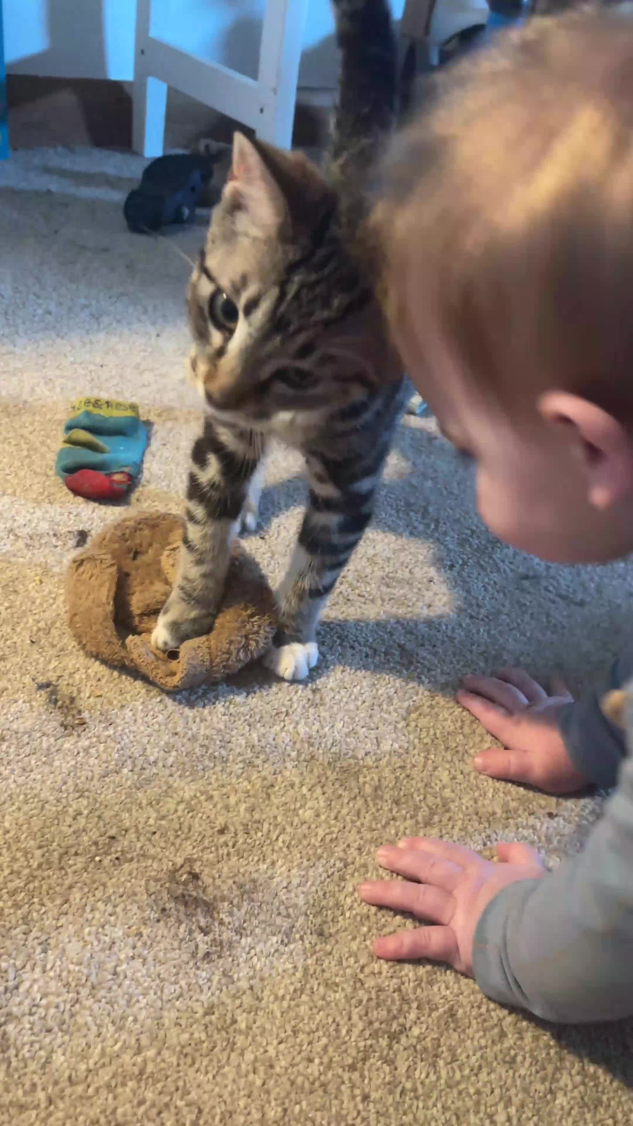 Mixed Breed cats for sale: Sweet tabby boy  in Amersham - Video 1