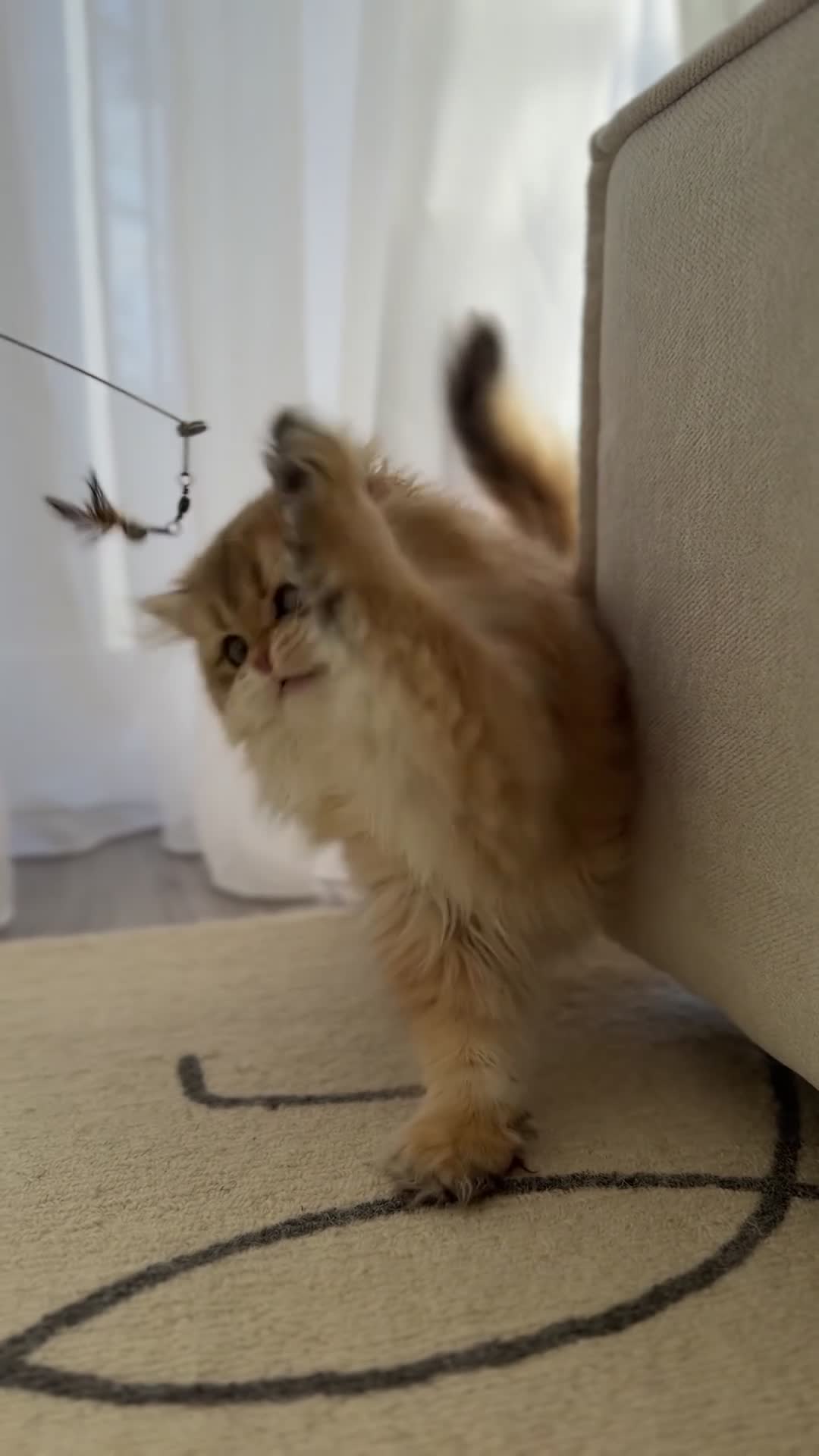 British Shorthair cats for sale: Golden British Longhair kitten  - Video 5