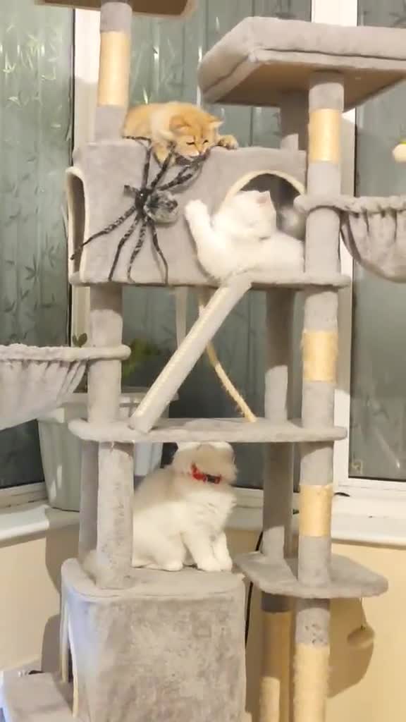 British Longhair cats for sale: Champion Line British Longhair Cats - Video 4