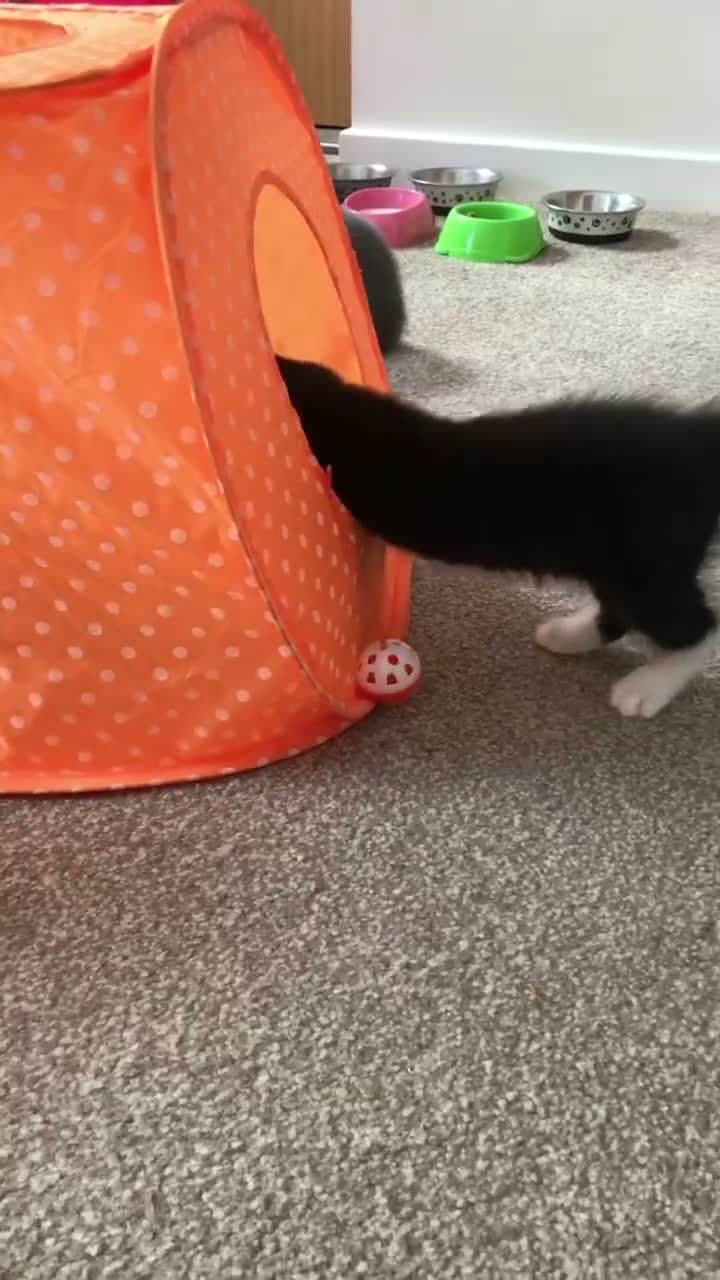 Mixed Breed cats for sale: Cute kittens for sale - Video 3