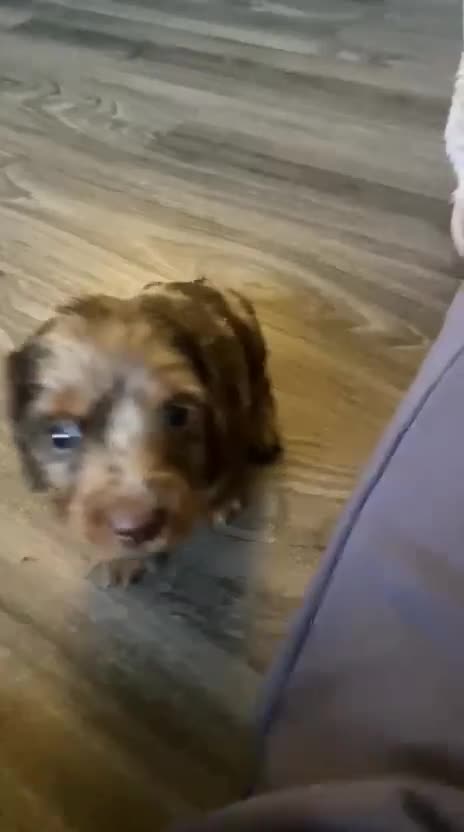 Dachshund dogs for sale: Long haired miniature  - Video 1