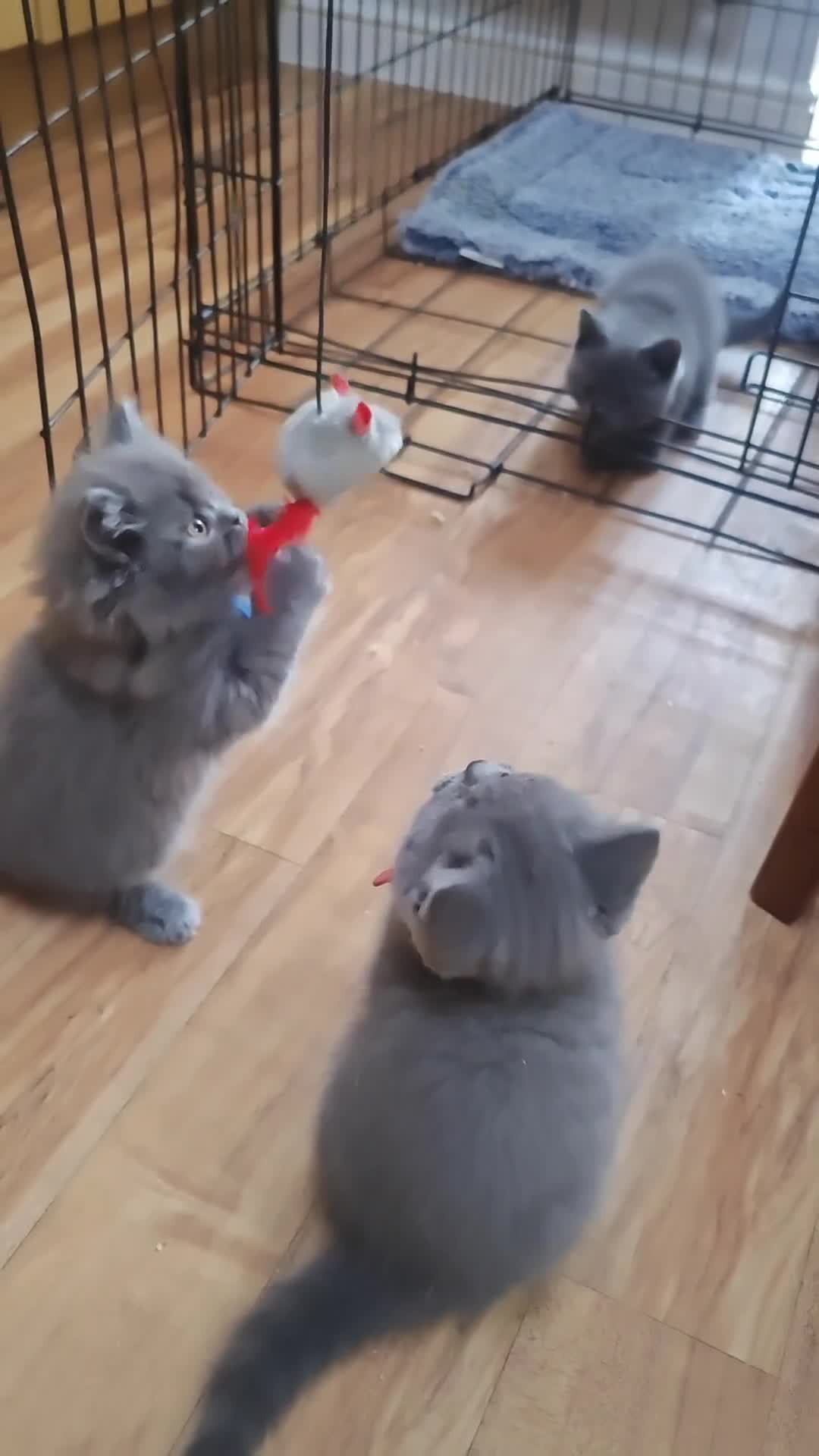 British Shorthair cats for sale: Male Blue British longhair kitten - Video 1