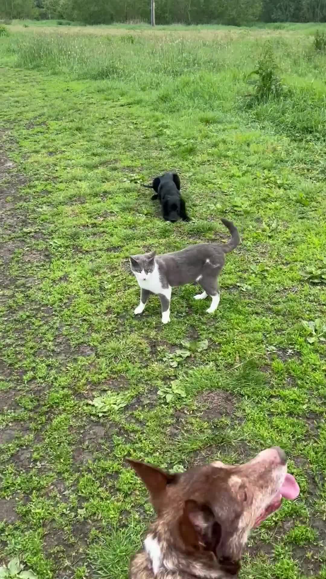 Domestic Shorthair cats for adoption: Rescue Brothers 🤍🩶 - Video 1