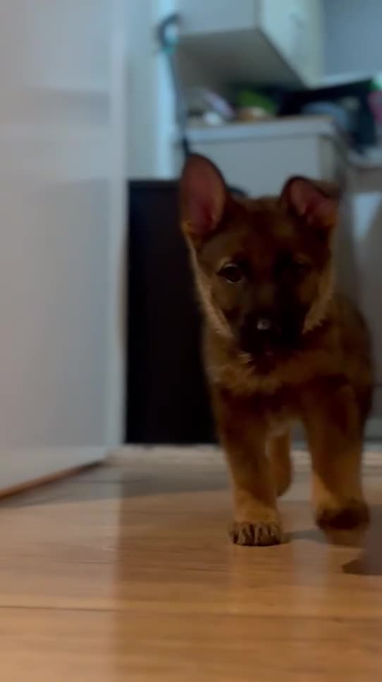 German Shepherd dogs for sale: Winnie - Video 1