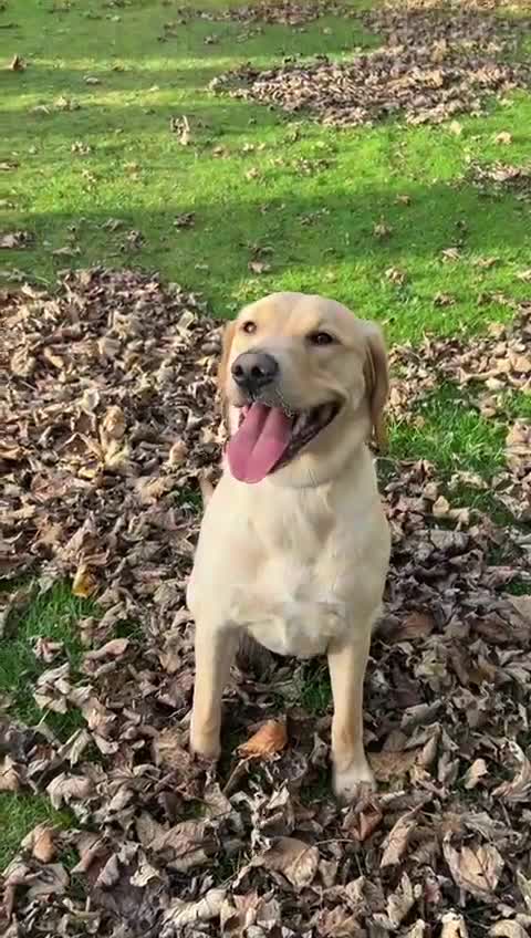 Golden Retriever dogs for sale: Expected Litter Golden Retriever / Golador Puppies - Video 1