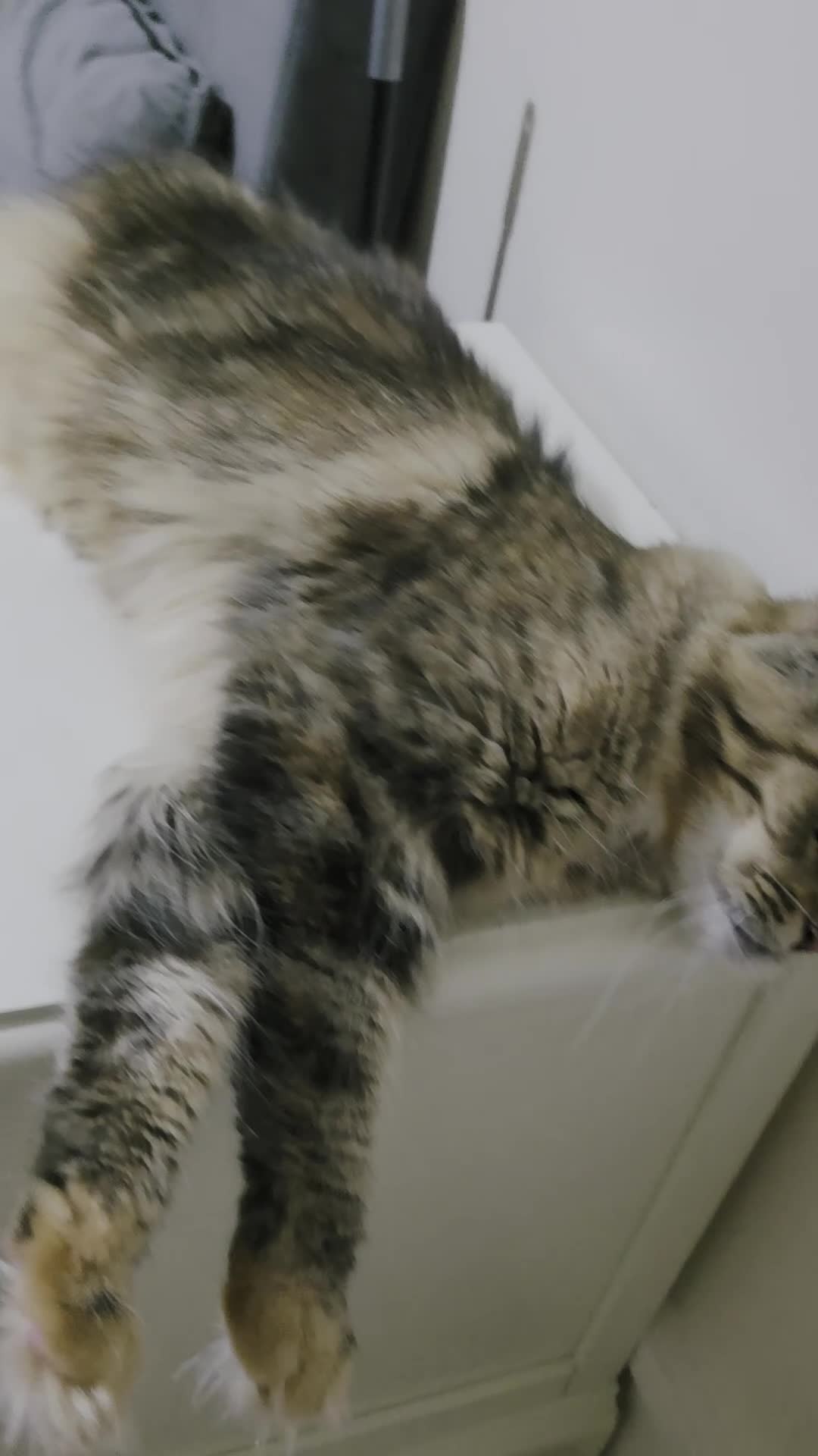 Maine Coon cats for sale: Wonderful loving Maine Coon kittens - Video 4