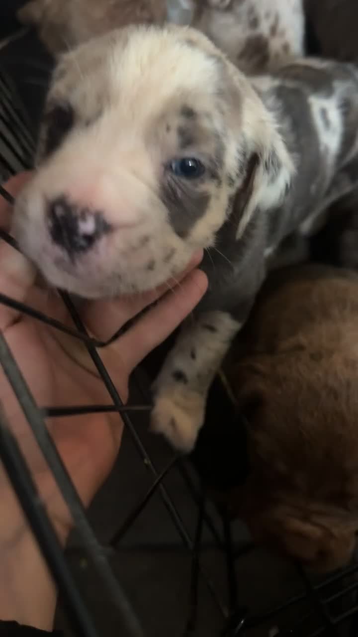 Cane Corso dogs for sale: cane corso pup  - Video 1