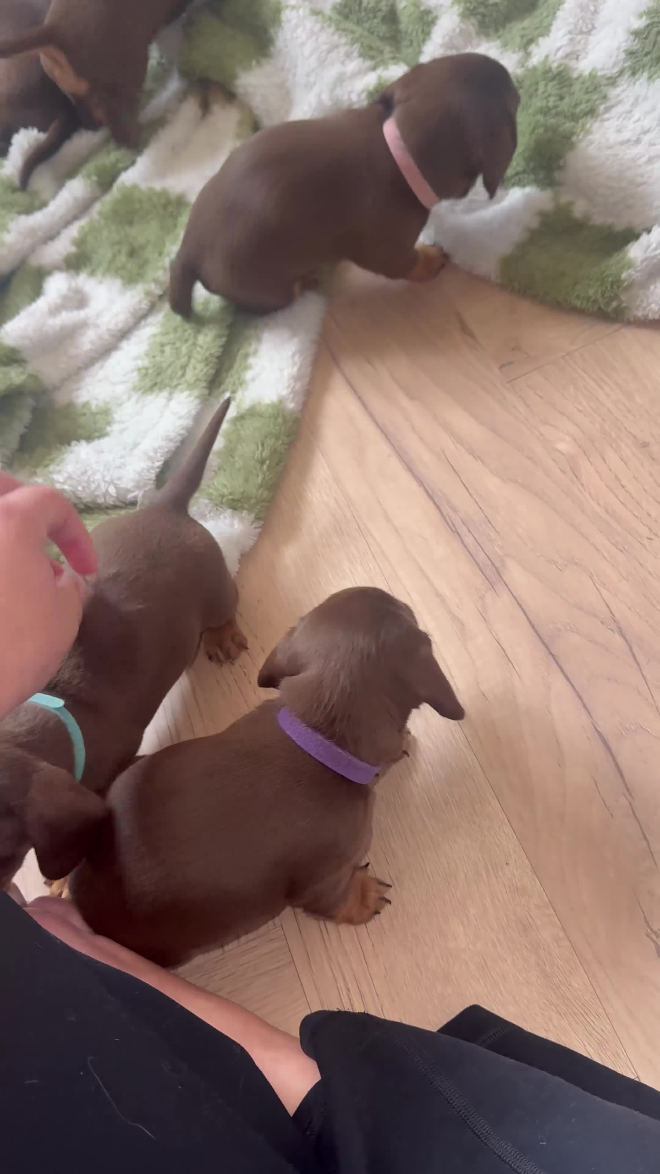 Miniature Dachshund dogs for sale: Mini Dachshund Puppies From Tiny 3.5kg Parents - Video 1
