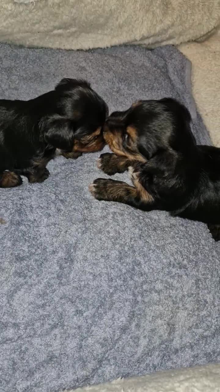 Yorkshire Terrier dogs for sale: Femail and male puppy    - Video 1