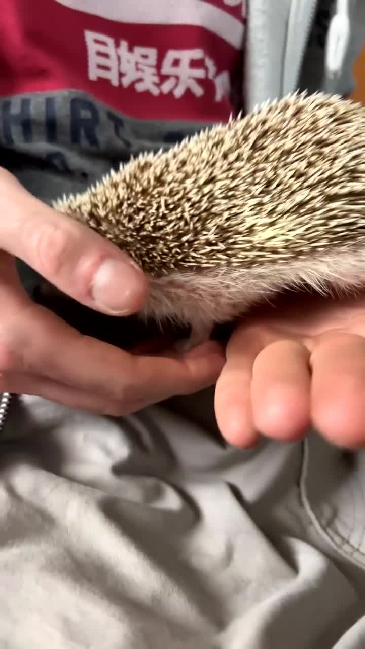 Pygmy Hedgehog rodents for sale: Milkyway - African Pygmy Hedgehog Girl for sale  - Video 3