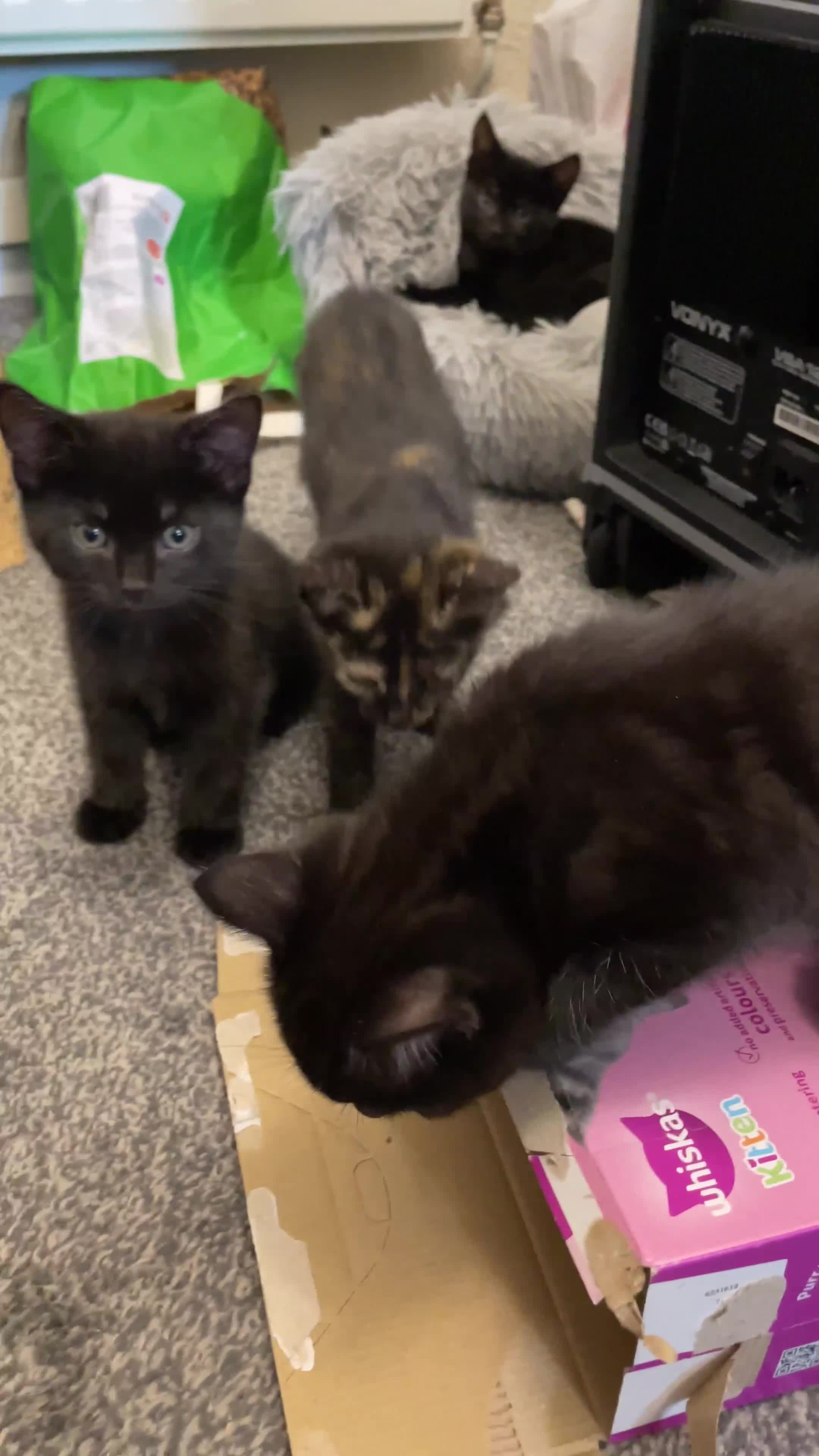 Mixed Breed cats for sale: 6 sweet kittens looking for a loving home! - Video 4