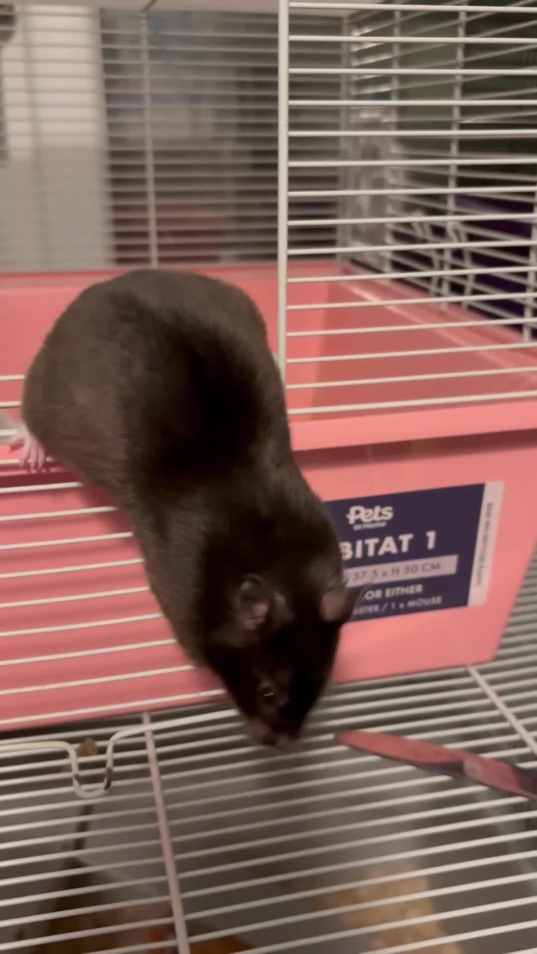 Hamster rodents for sale: Baby hamsters for sale - Video 2