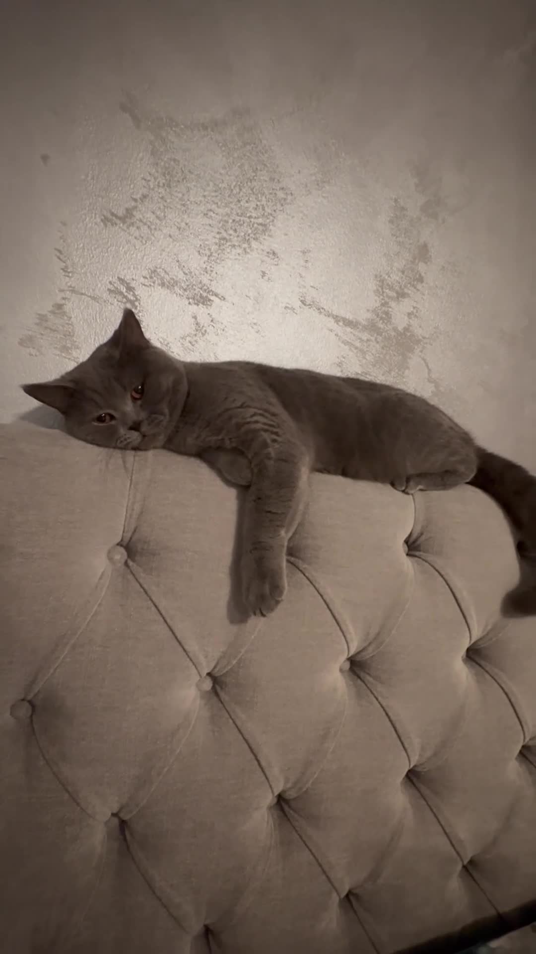 Scottish Fold cats for sale: Adorable 5 Scottish Fold Kittens - Video 1