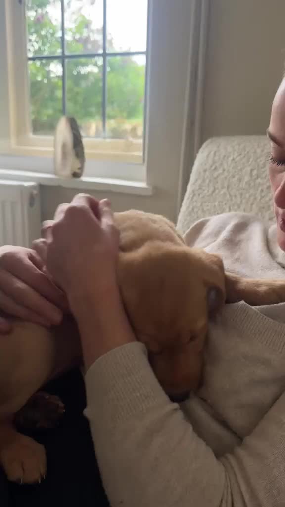 Labrador Retriever dogs for sale: Fox Red Lab Puppies (2/9) Exceptional Temperament - Video 3