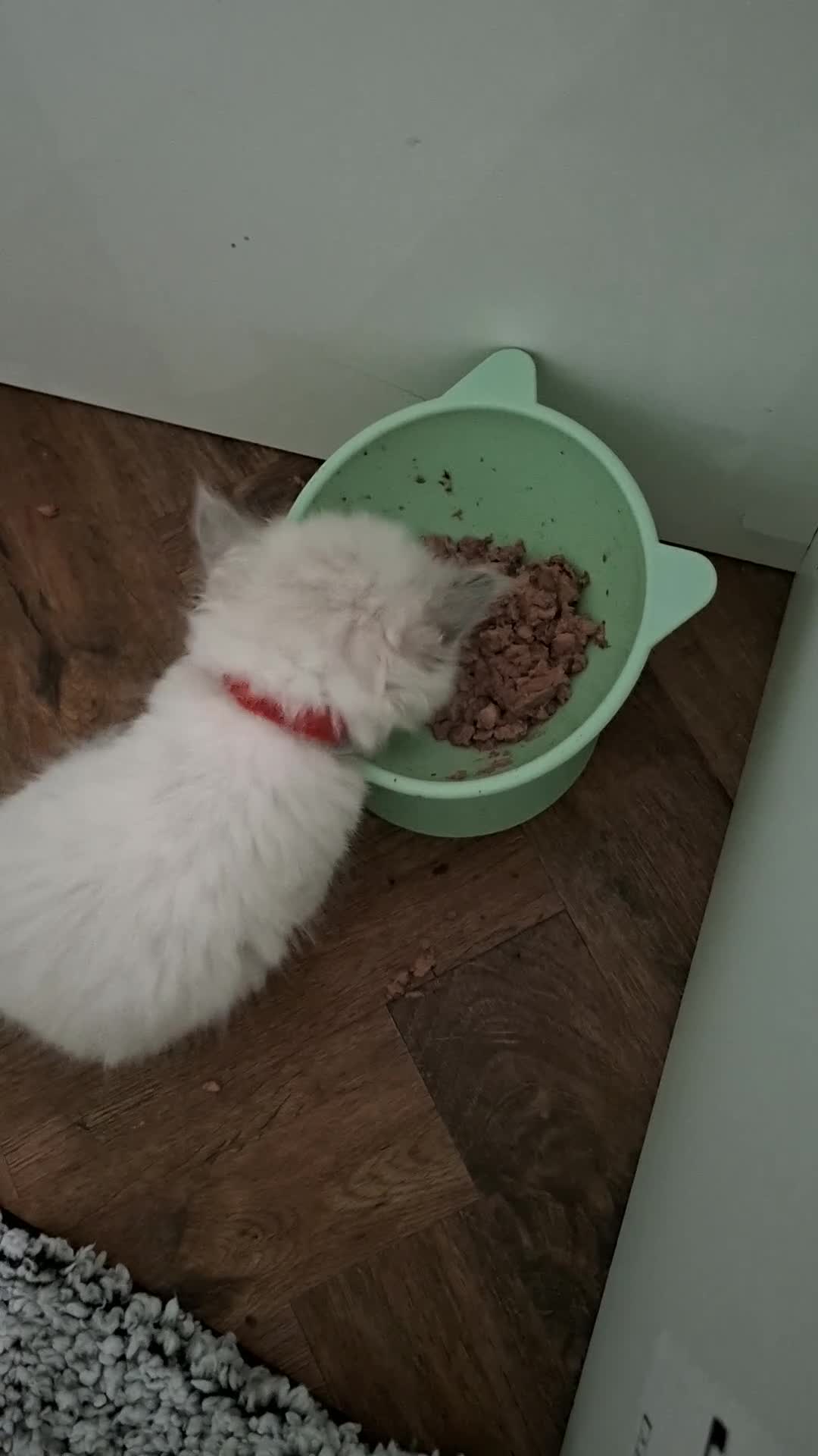 Ragdoll cats for sale: Beautiful ragdoll kittens - Video 1