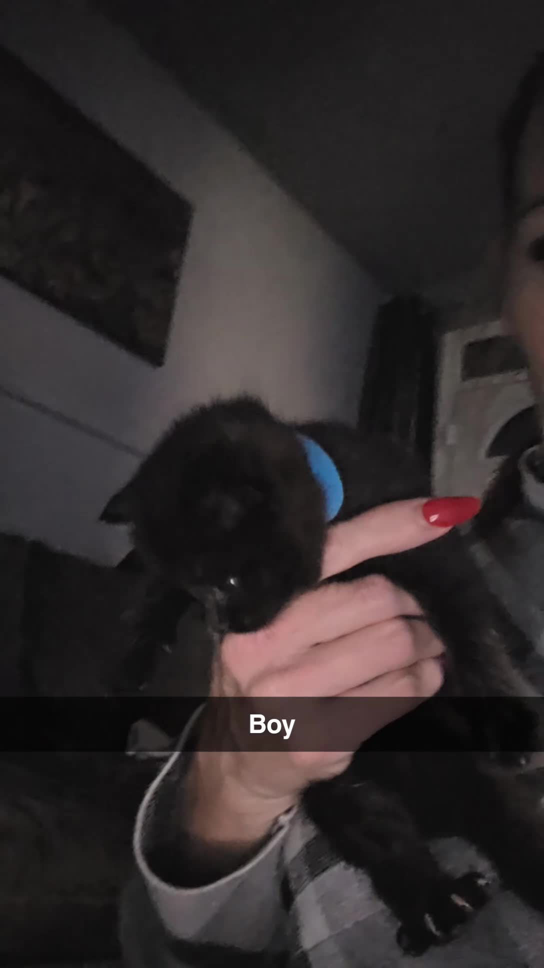 Mixed Breed cats for sale: 4 Adorable kittens ready 14th December - Video 1