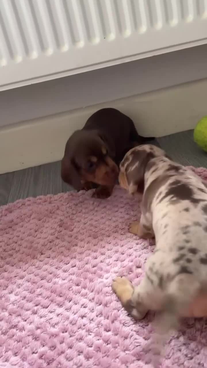 Miniature Dachshund dogs for sale: KC Reg Mini Dachshund Puppies Ready Now (Walsall) - Video 1