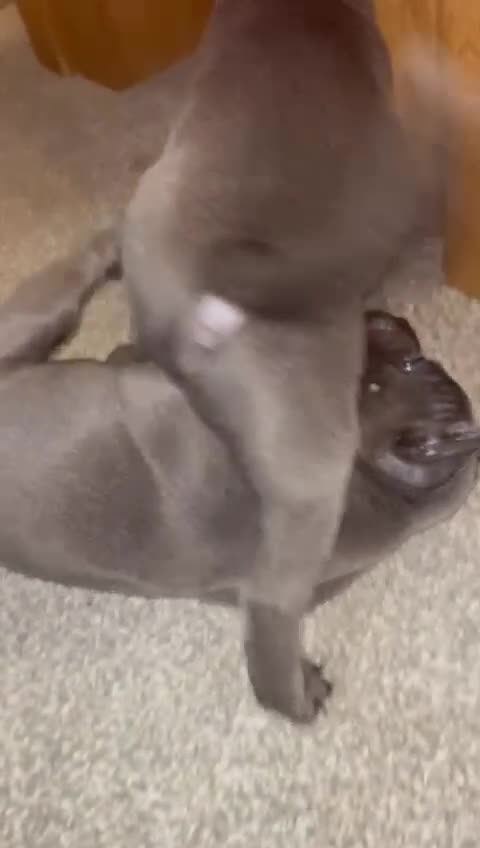 Staffordshire Bull Terrier dogs for sale: KC Champion Blue Staffordshire bull terrier - Video 3