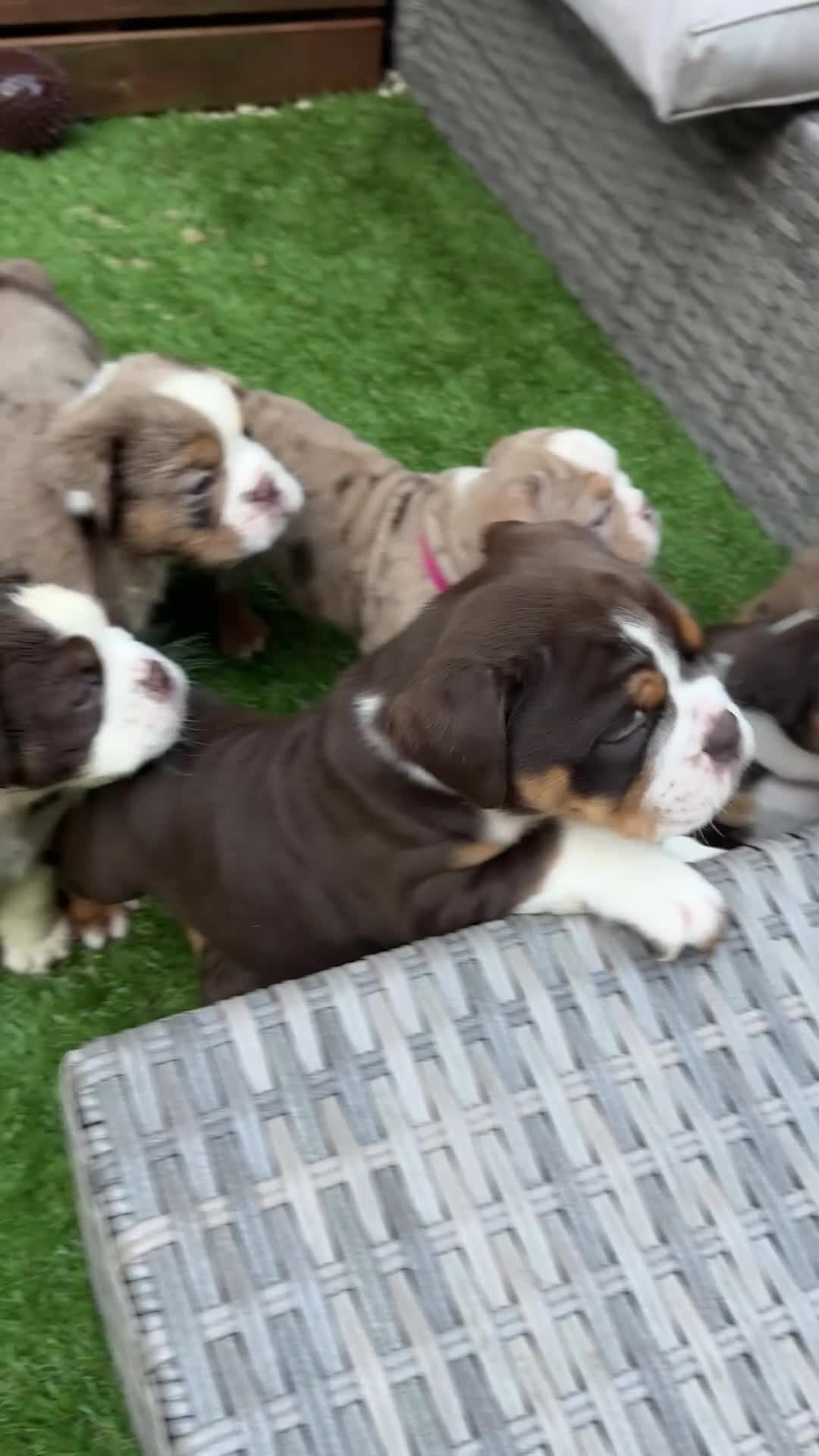 Olde English Bulldogge dogs for sale: Reduced!!✨Olde English Bulldogges ✨  - Video 1
