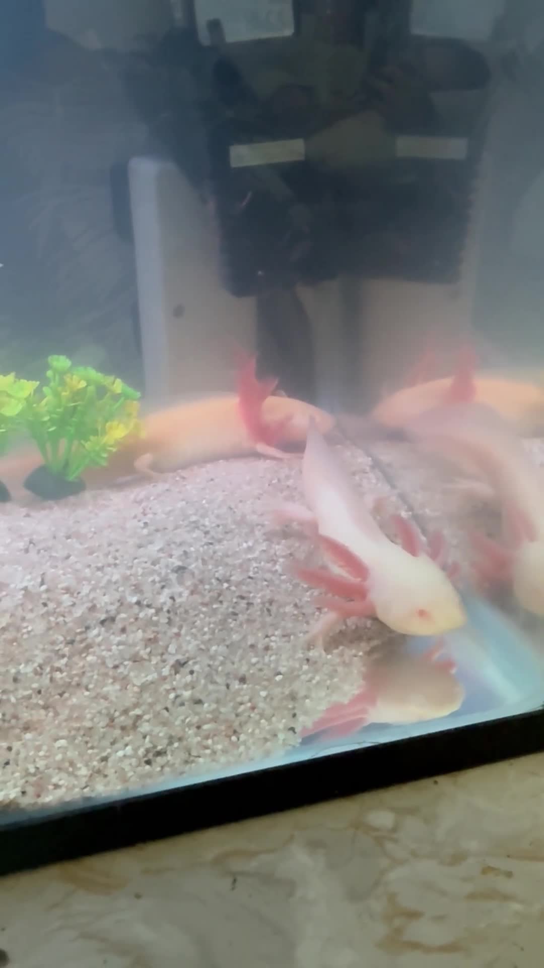 Axolotl reptiles for sale: 2 albino axolotls and 25l tank full setup  - Video 1