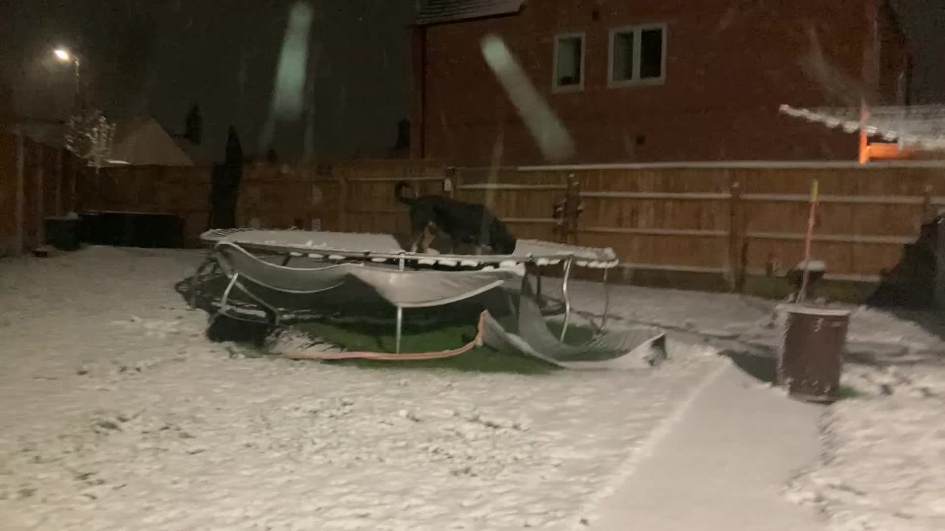 Rottweiler dogs for sale: Bruce * Rehome *  - Video 2