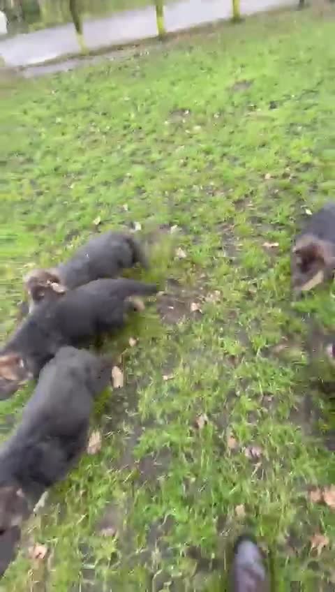 German Shepherd dogs for sale: Exceptional litter of KCreg German shepherds - Video 2