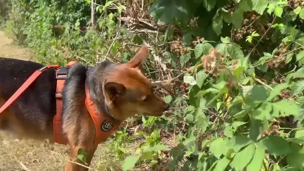 Mixed Breed dogs for adoption: ❤️ MINNIE-2-year-old low-medium girl  - Video 4