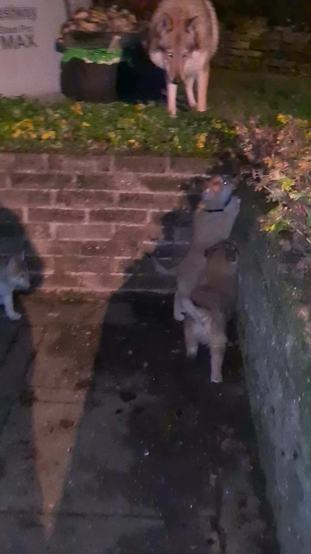 Mixed Breed dogs for sale: Czech Wolfdog × Akita/Malamute Puppies - Video 3