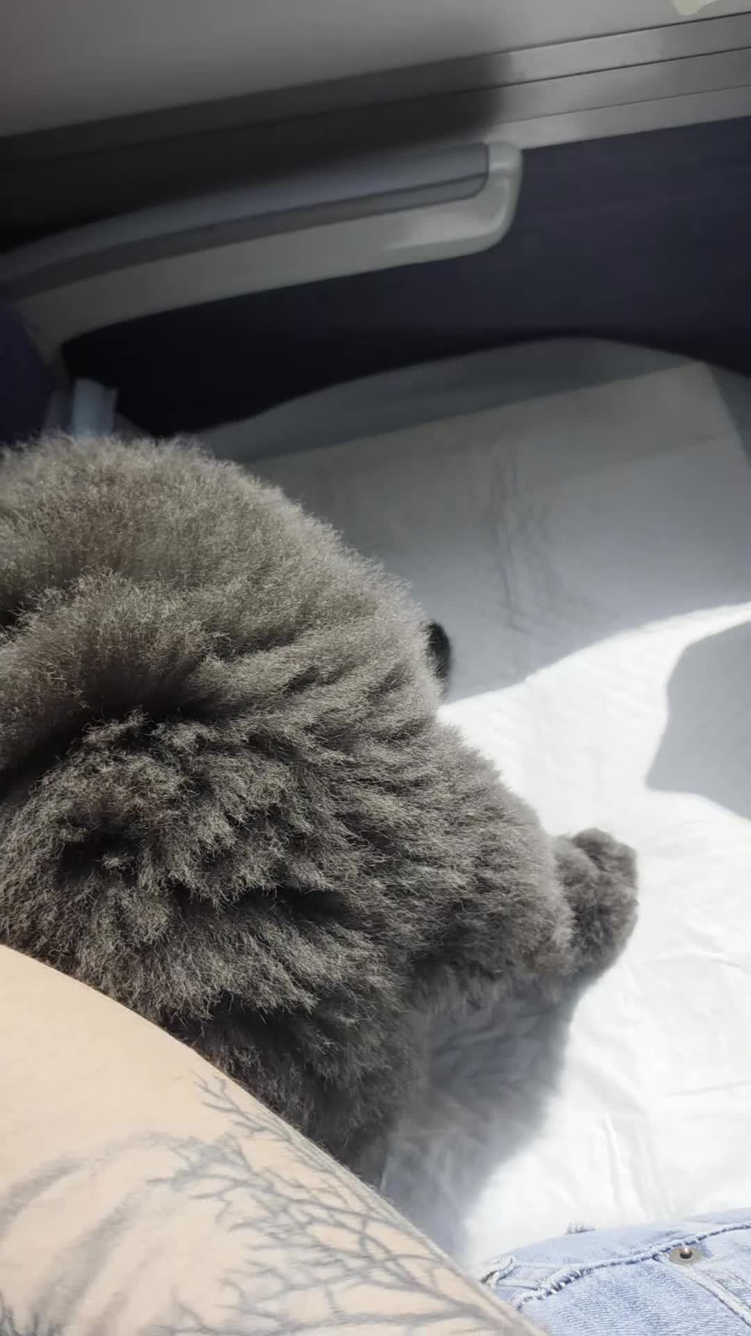 Chow Chow dogs for sale: 🐾💝KC Registered Blue Chow Chow Female Puppy 💞🐾 - Video 1