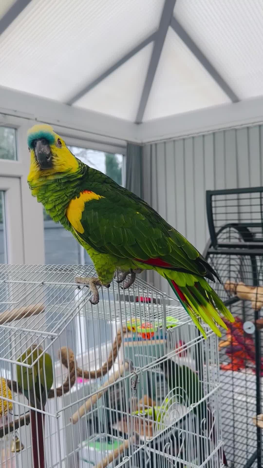Parrots birds for sale: Blue-Fronted Amazon parrot - Video 4