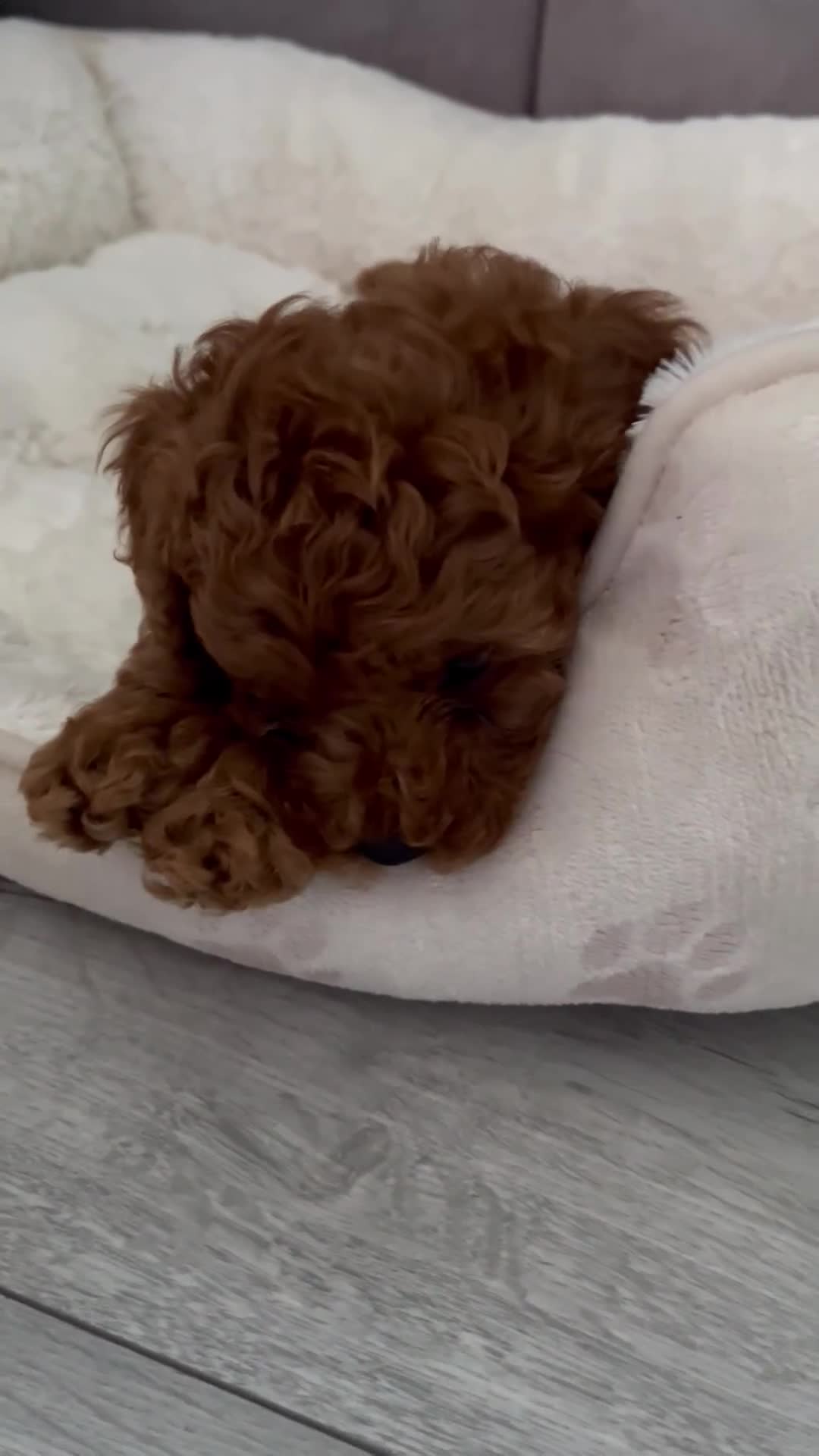 Toy Poodle dogs for sale: Adorable Toy Poodle Pups Looking for Forever Homes - Video 3