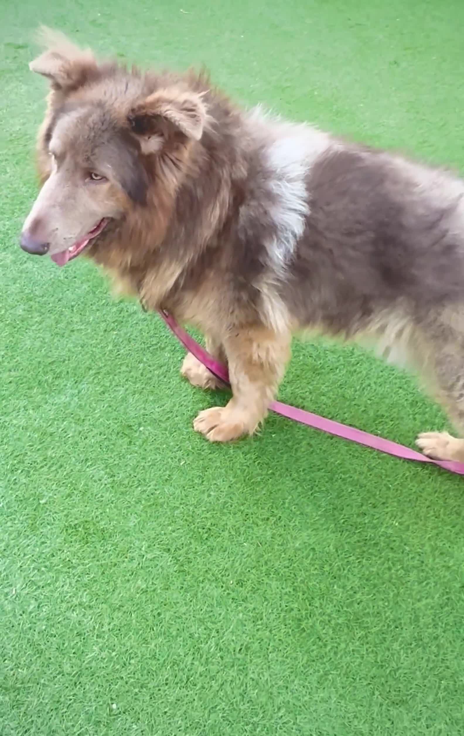 German Shepherd dogs for sale: Kc reg health tested intact Big Isabella GSD  - Video 1