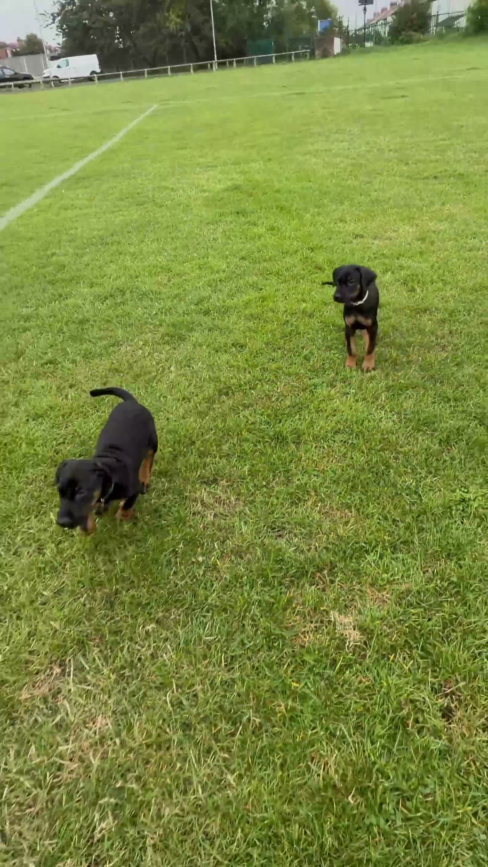 Dobermann dogs for sale: 1 FEMALE READY TO LEAVE NOW!! | Doberman pups!  - Video 2