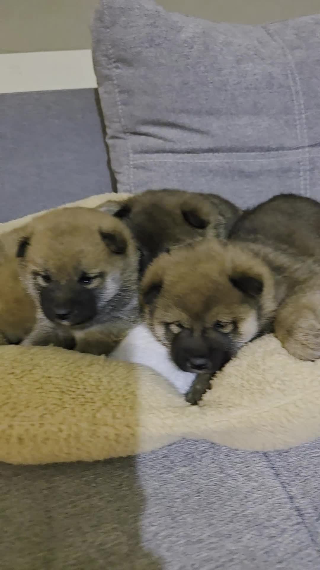 Japanese Shiba Inu dogs for sale: Shiba Inu  - Video 1
