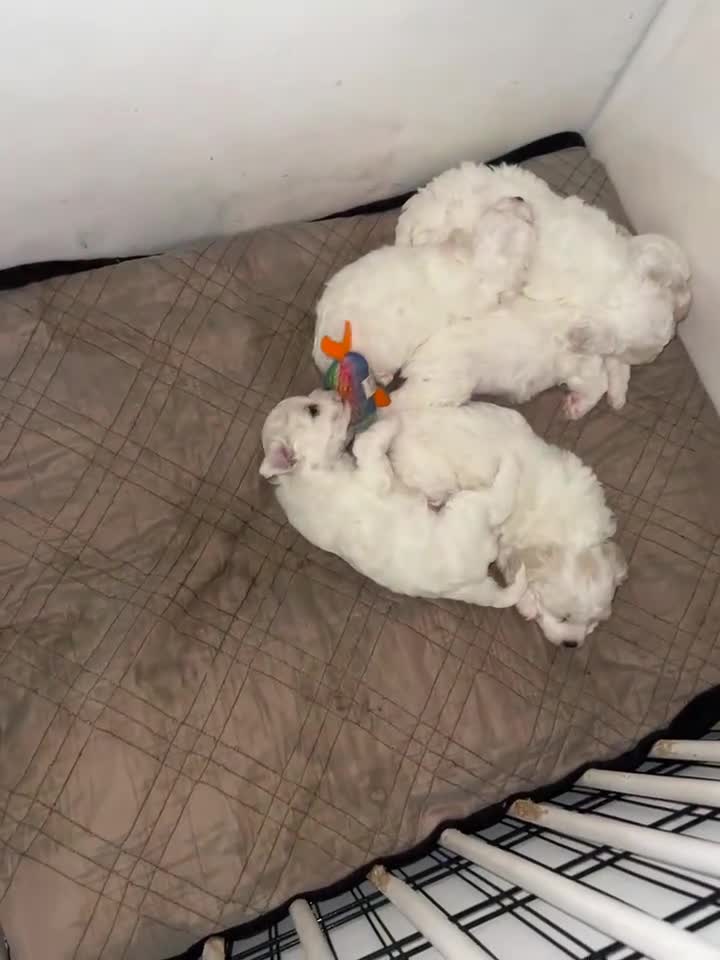 Bichon Frise dogs for sale: Purebred bichon frise - Video 1