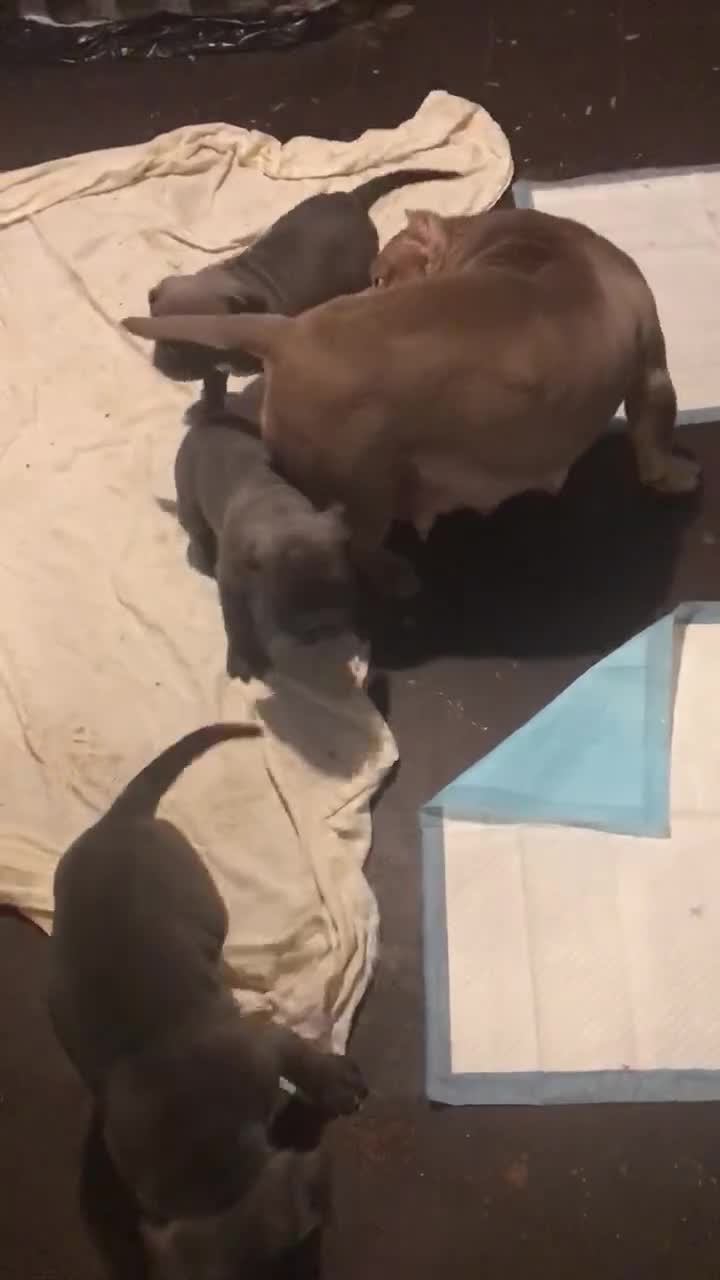 Mixed Breed dogs for sale: American Bully/ Cane Corso Pups  - Video 1