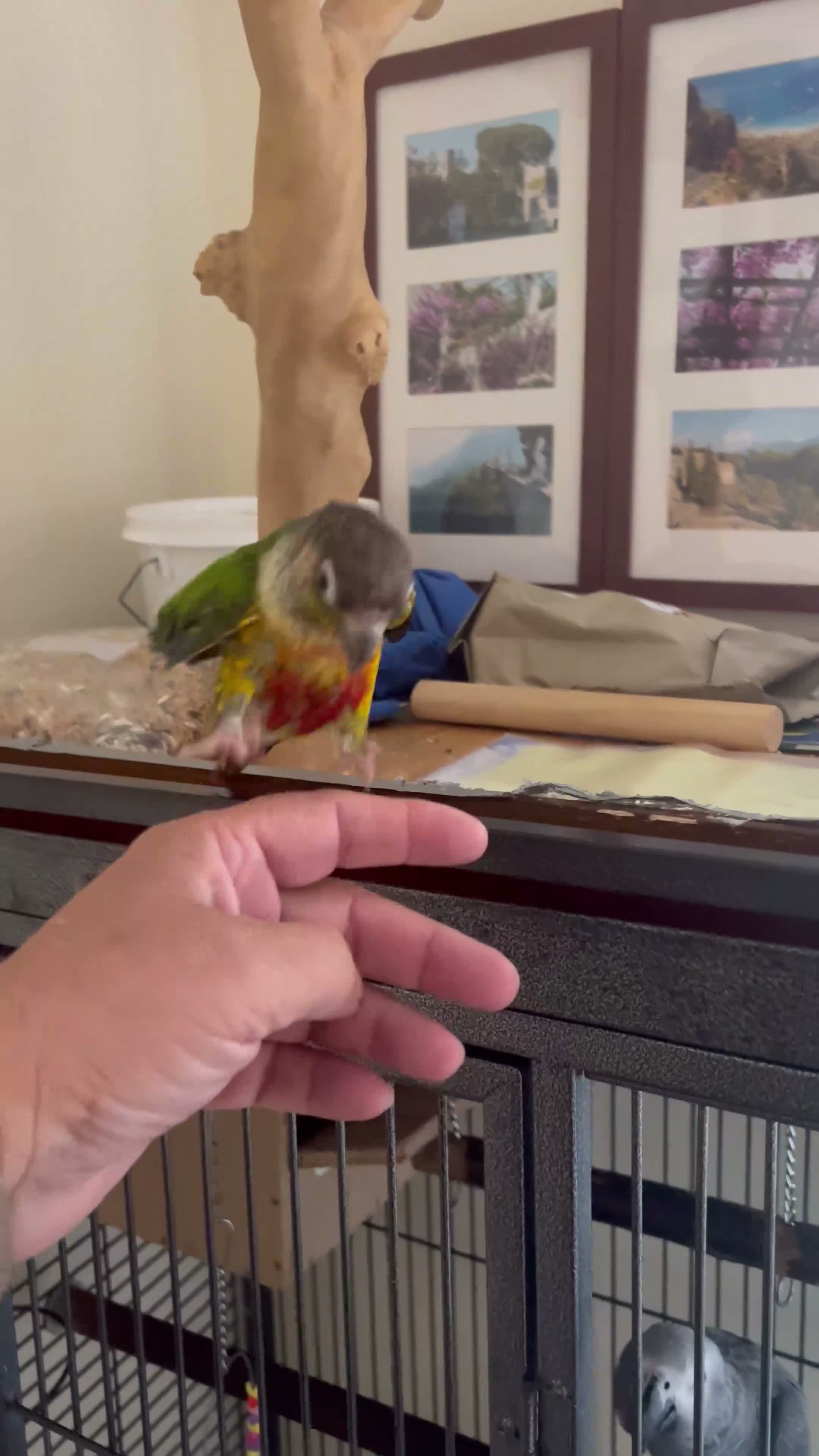Mixed Breed birds for sale: Birds for sale *read description*  - Video 2