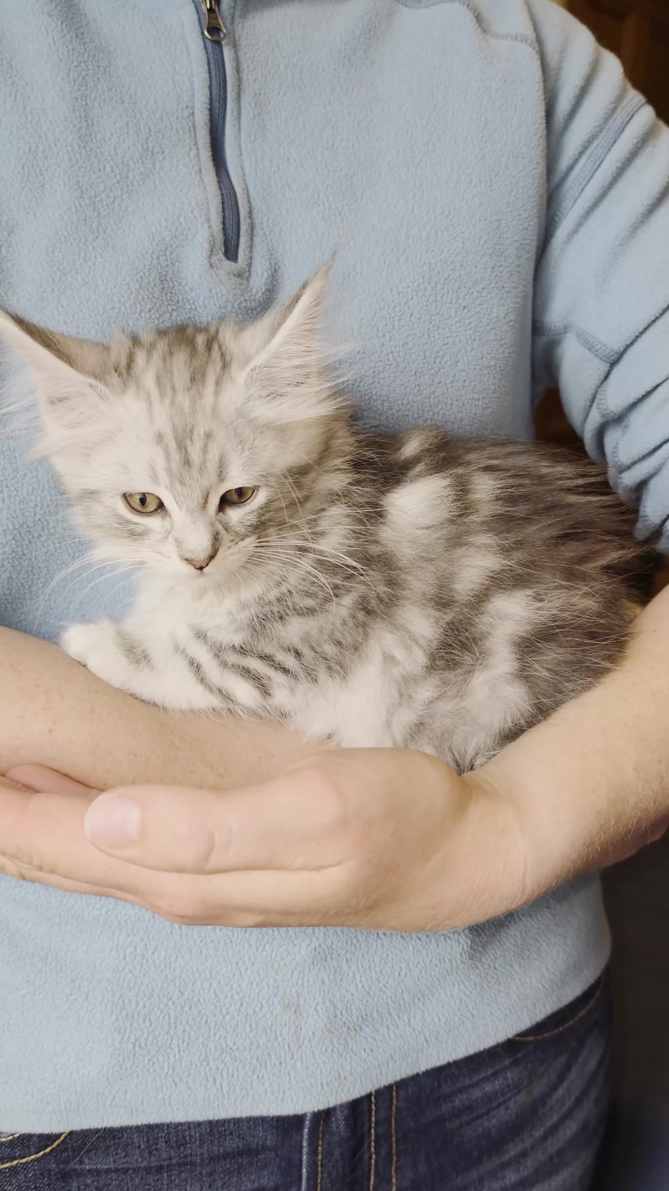 Maine Coon cats for sale: Maine Coon Kittens for Sale - Video 1