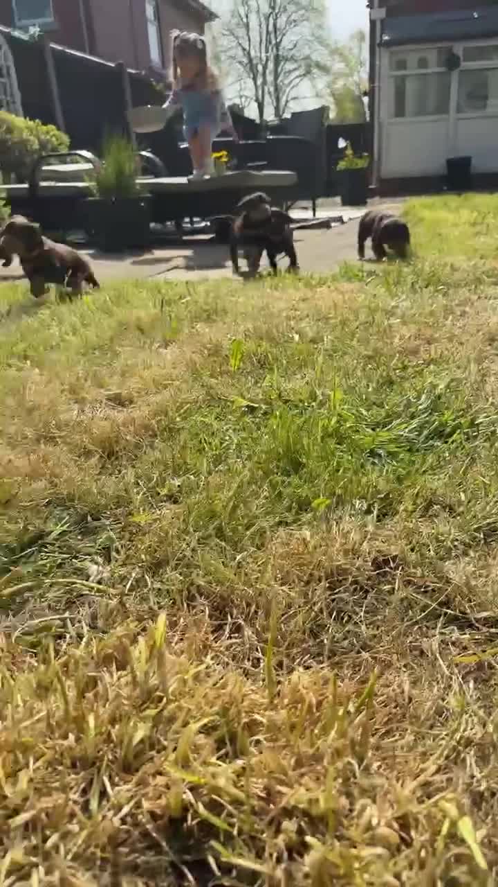 Cocker Spaniel dogs for sale: Chocolate and tan working cockers ready now  - Video 1