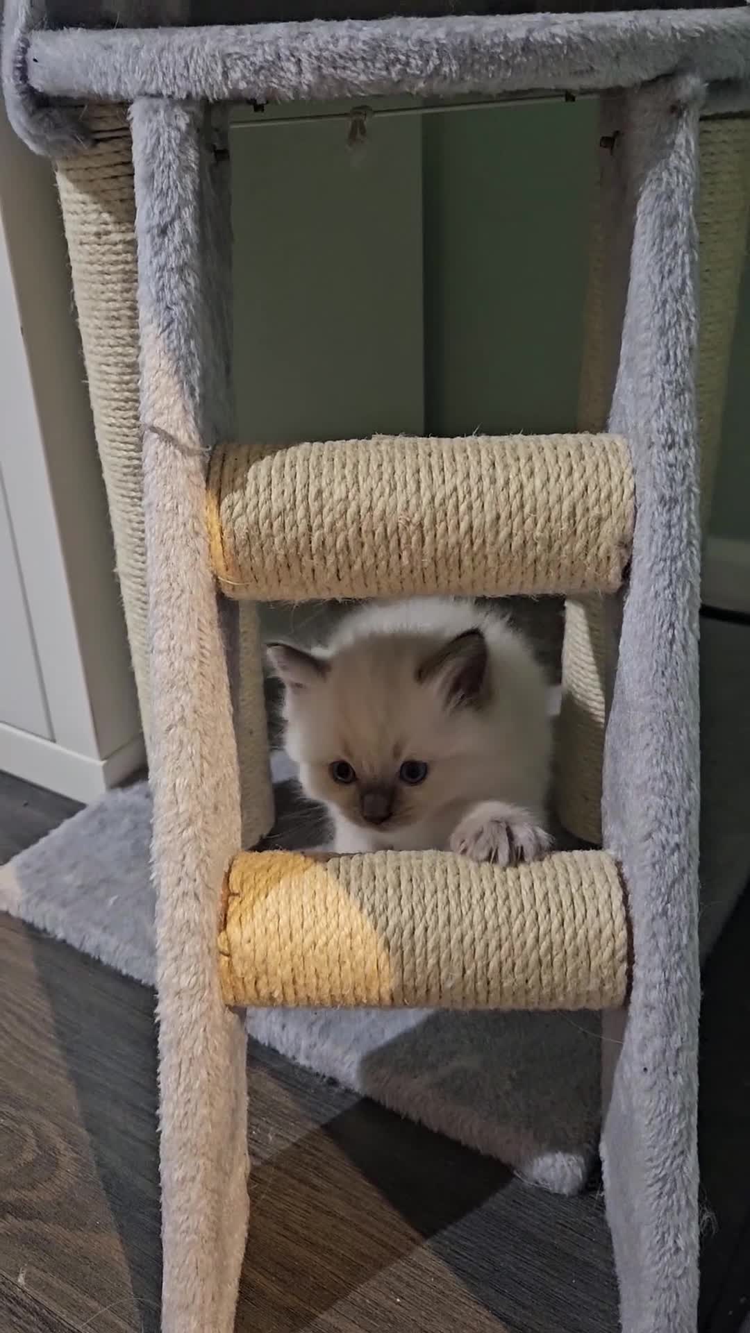 Ragdoll cats for sale: 2 beautiful ragdoll kittens for sale 9 weeks old - Video 1