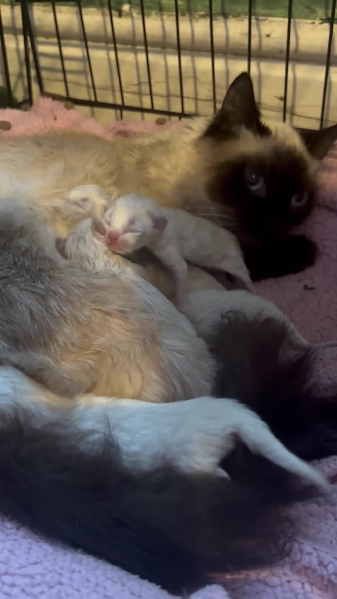 Ragdoll cats for sale: Ragdoll kittens  - Video 1