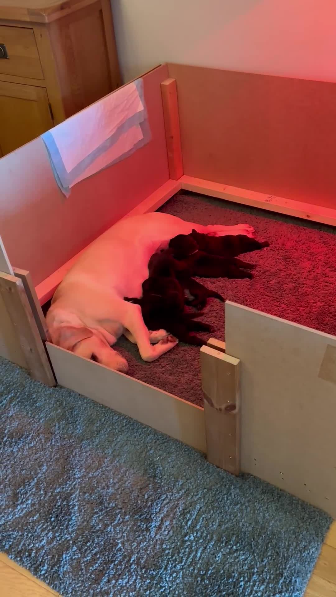Labrador Retriever dogs for sale: KC-registered black Lab pups need forever home - Video 1