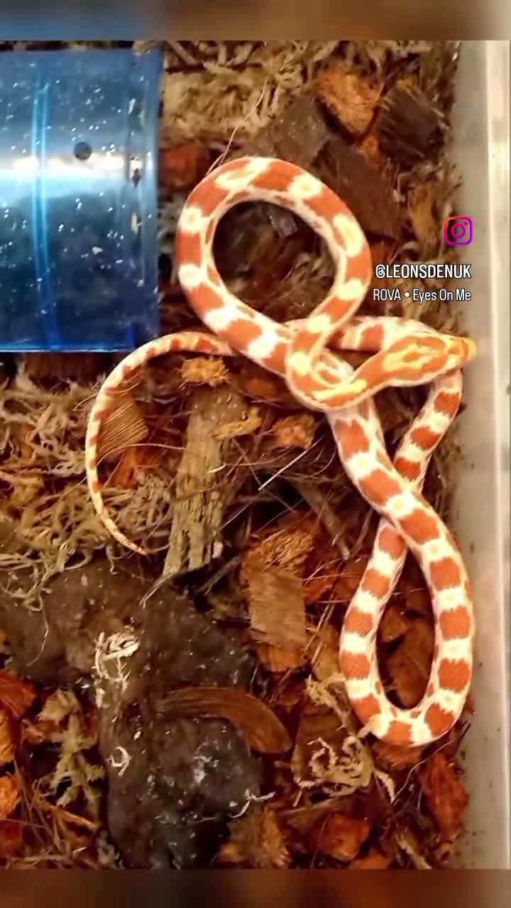 Corn Snake reptiles for sale: Cornsnakes forsale males females 2025 hatchlings  - Video 1
