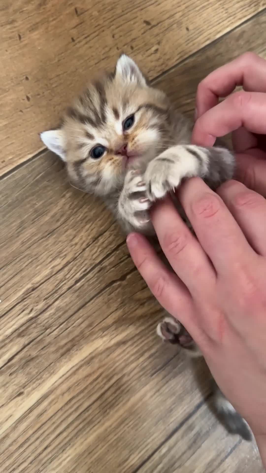 British Shorthair cats for sale: Chunky British Shorthair Kittens - Video 1