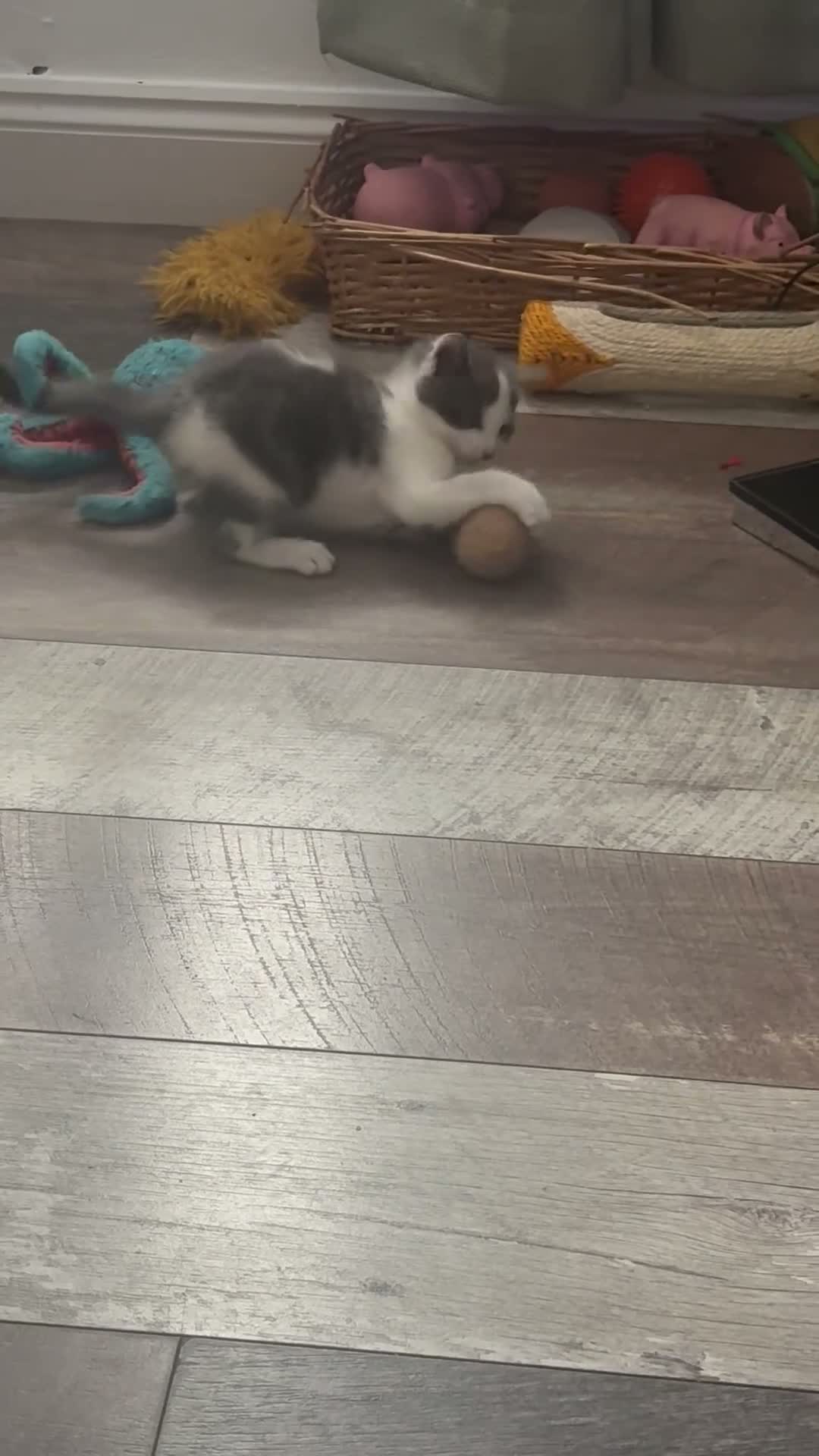 Domestic Shorthair cats for sale: 2 male kittens left out a litter of 5  in West Bromwich - Video 2