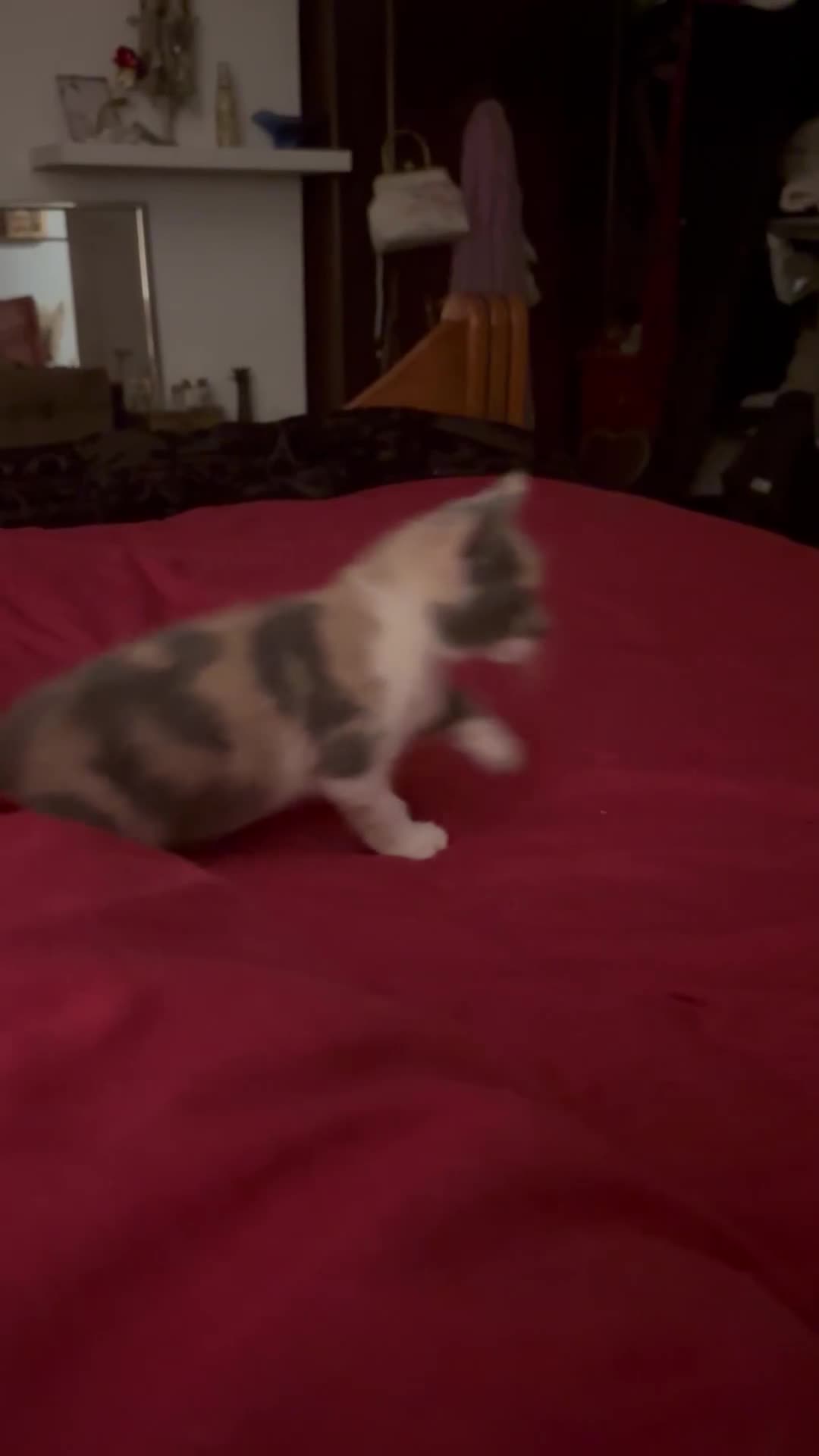 British Shorthair cats for sale: Beautiful loving kittens  - Video 2