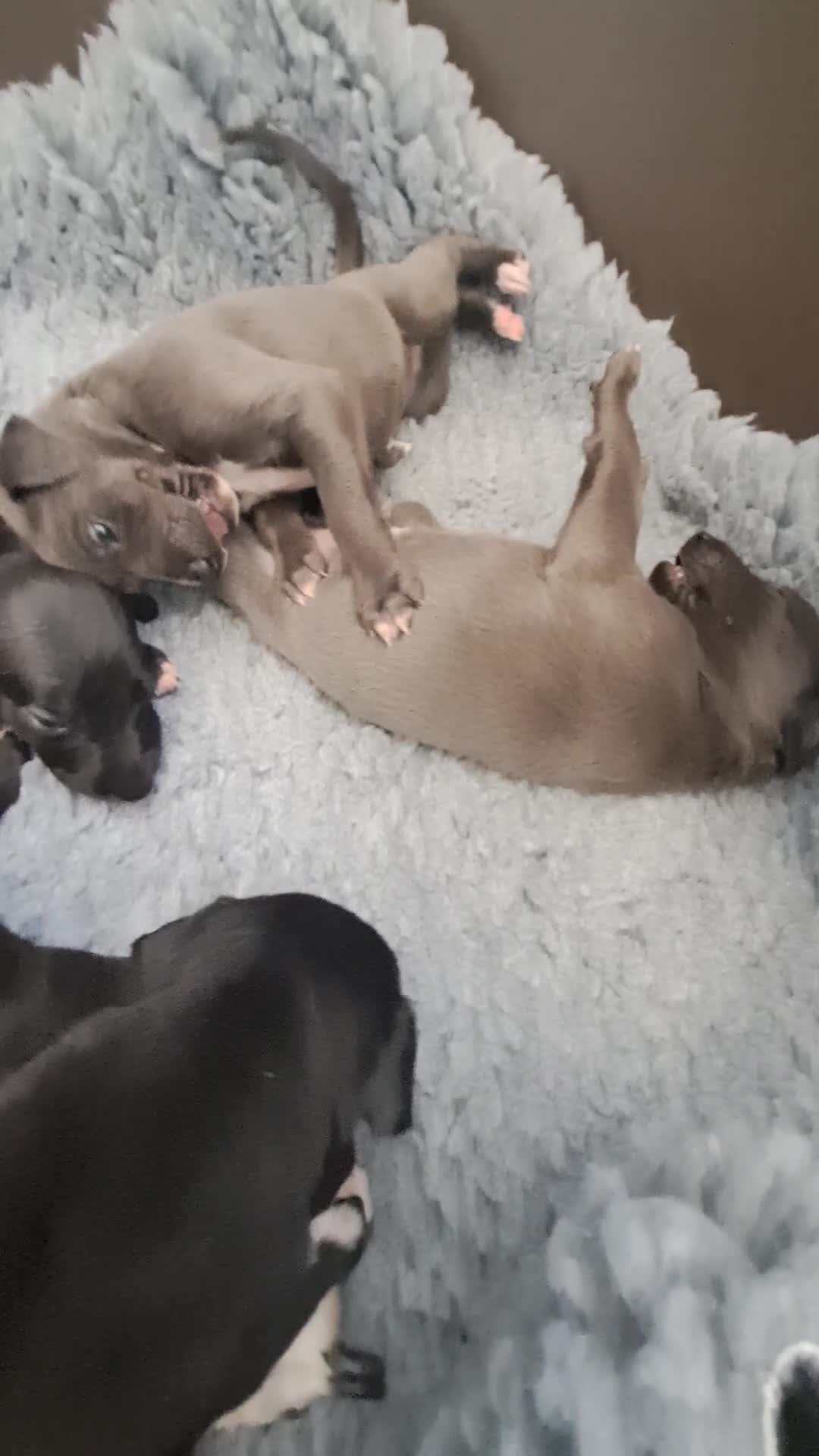 Whippet dogs for sale: Whippet puppies, Blues & blacks with white trim  - Video 1