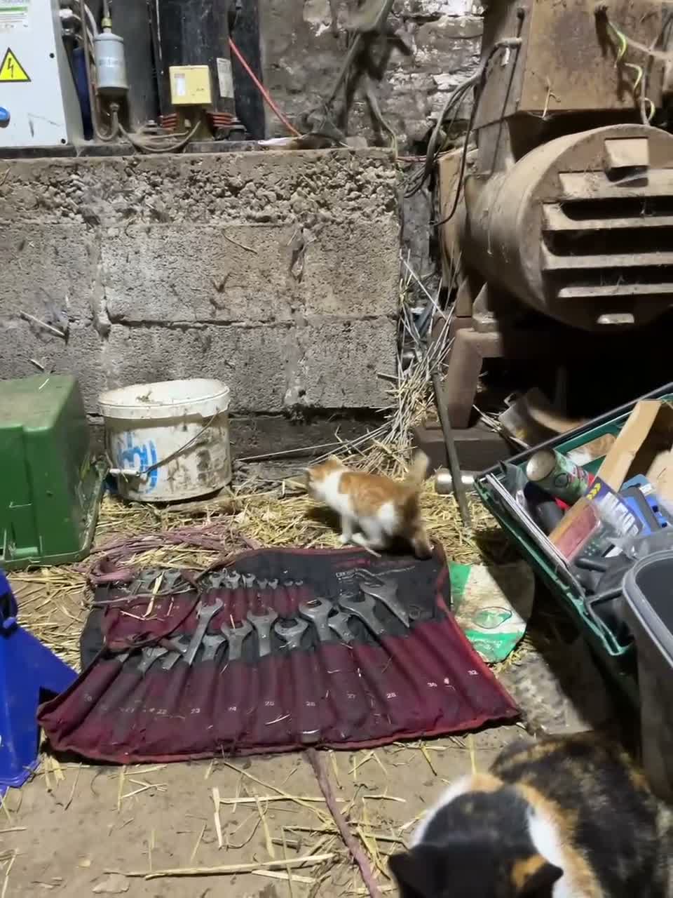 Mixed Breed cats for sale: Adorable playful farm kittens - Video 1